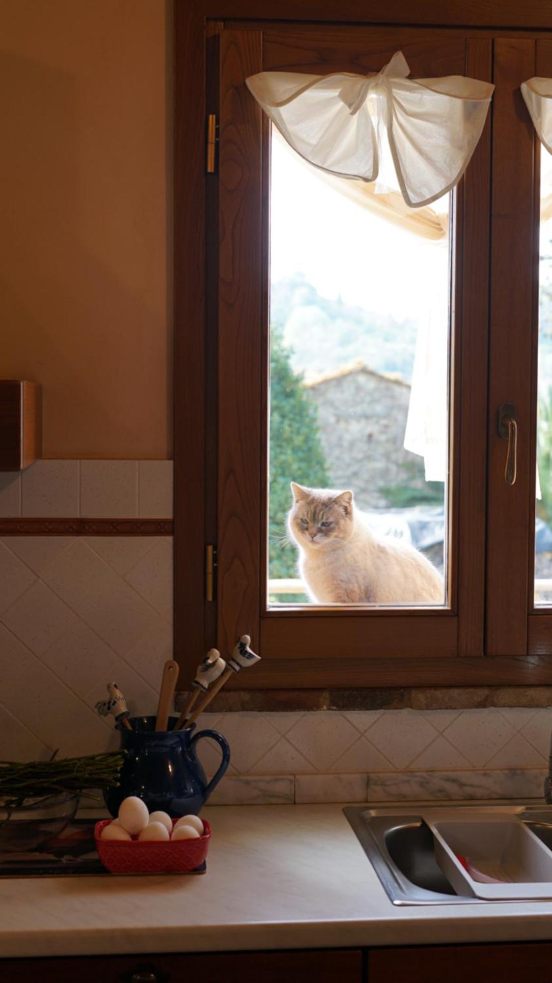 Agriturismo Podere Le Tombe Pensionat Palaia Exteriör bild