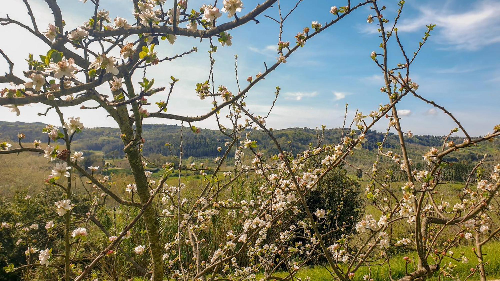 Agriturismo Podere Le Tombe Pensionat Palaia Exteriör bild