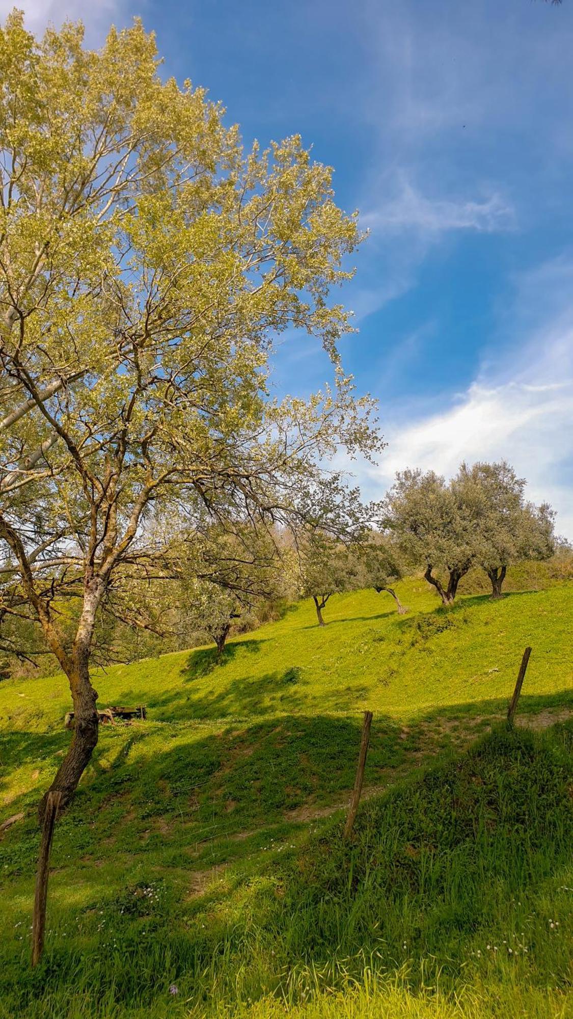 Agriturismo Podere Le Tombe Pensionat Palaia Exteriör bild