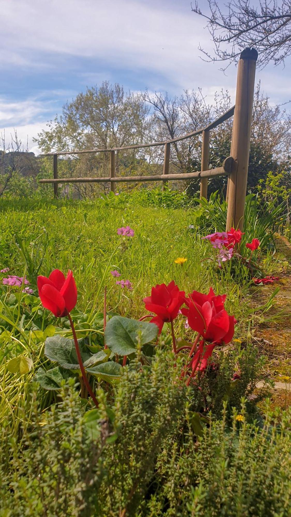 Agriturismo Podere Le Tombe Pensionat Palaia Exteriör bild
